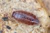 Philoscia muscorum